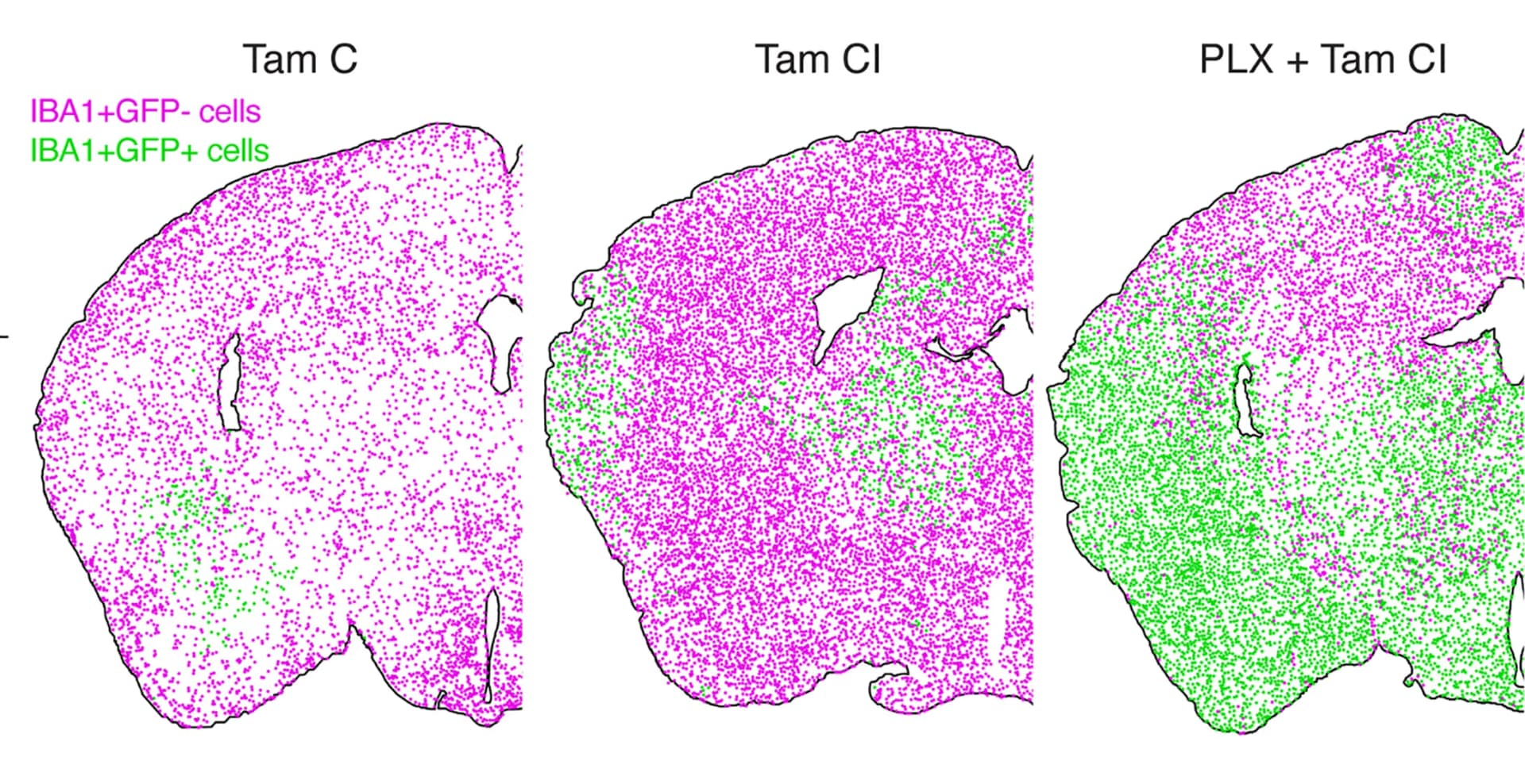Open access visualization of Scatter Plot, IBA1+YFP+ Cells, IBA1+YFP- Cells, Brain Sections, Spatial Distribution