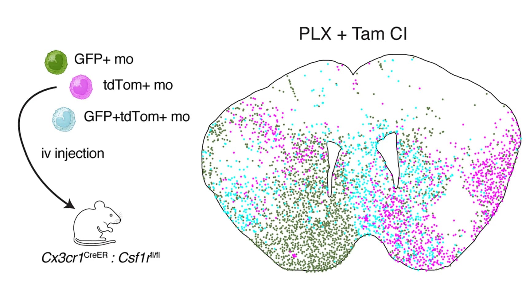Open access visualization of Scatter Plot, Illustration, PLX + TamCI Method, Cx3cr1GFP/+, Cx3cr1tdTom/+