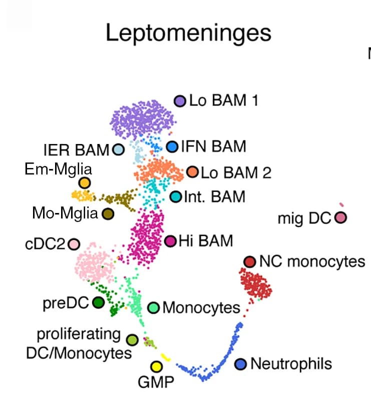 Open access visualization of Scatter Plot, UMAP, PCA, UMAP Plot, Immune Cells