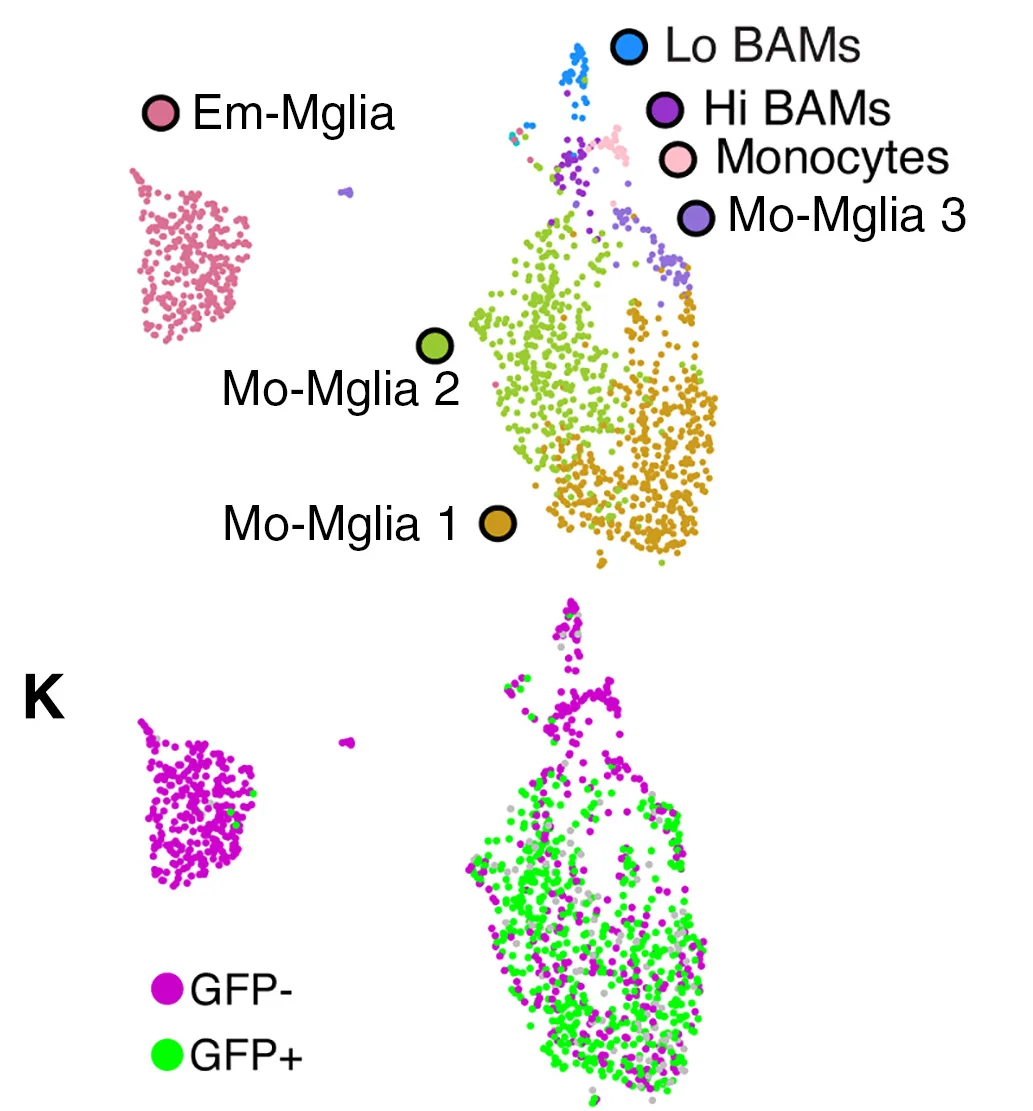 Open access visualization of Scatter Plot, UMAP, UMAP Plot, Macrophages, Neonate