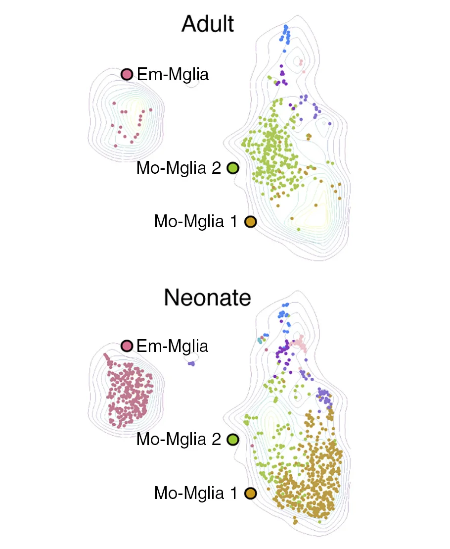 Open access visualization of Scatter Plot, Density Plot, UMAP Plot, Adult, Neonate