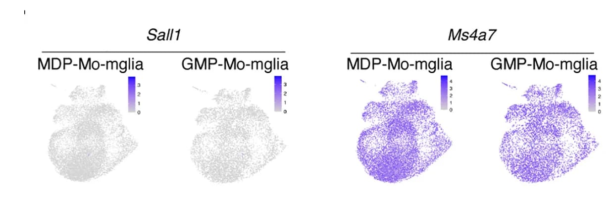 Open access visualization of Scatter Plot, UMAP, PCA, Gene Expression, Conditions
