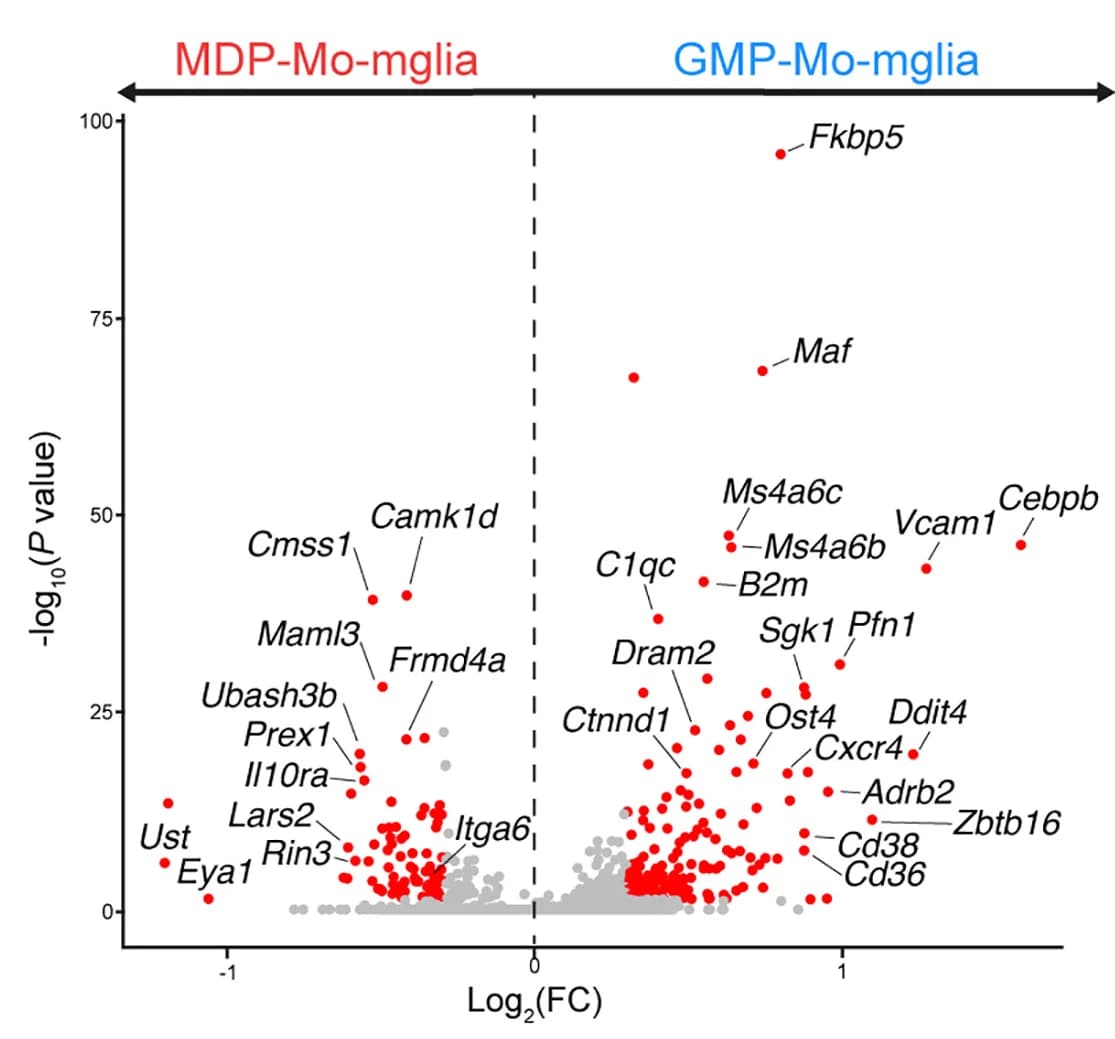 Open access visualization of Volcano Plot, VP, DE Genes, Non-proliferating, MDP-Mo-Mglia