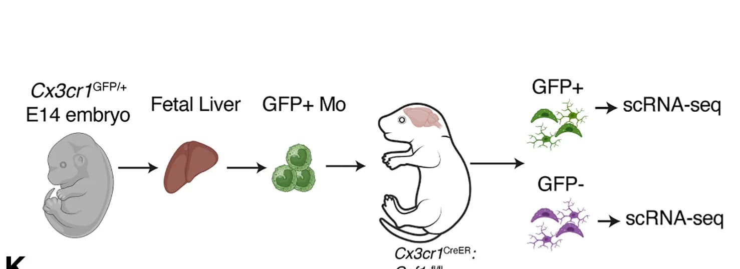 Open access visualization of Workflow, scRNA-seq, E14 FL-Mo-Mglia, Cx3cr1CreER:Csf1rfl/fl Mice, Sorting Strategy