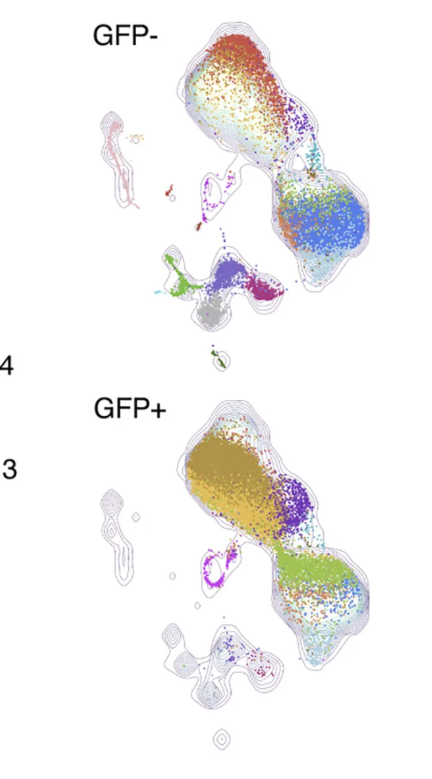 Open access visualization of Scatter Plot, Density Plot, UMAP, GFP+ Cells, GFP- Cells