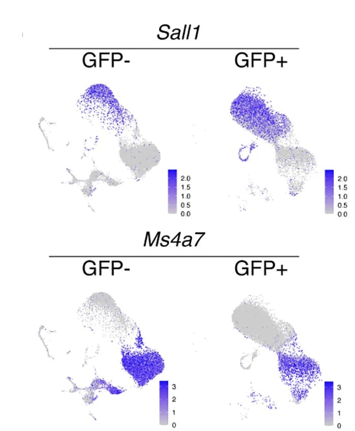Open access visualization of Scatter Plot, UMAP, Gene Expression, Conditions