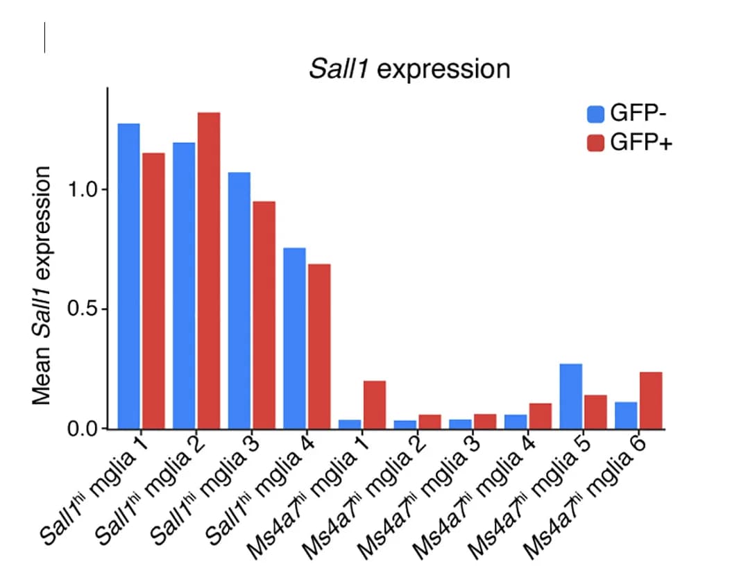 Open access visualization of Bar Plot, Clustered, Mean Sall1 Expression, Clusters, Conditions