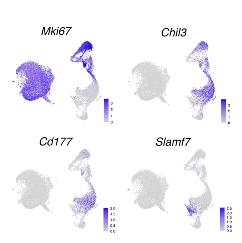 Open access visualization of Scatter Plot, UMAP, UMAPs, Gene Expression
