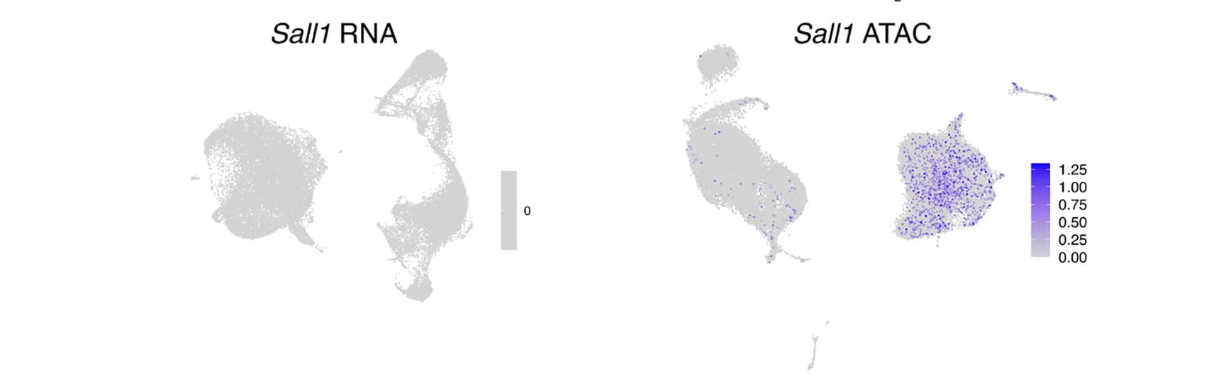 Open access visualization of Scatter Plot, UMAP, Sall1 RNA, Gene Activity, Chromatin Accessibility