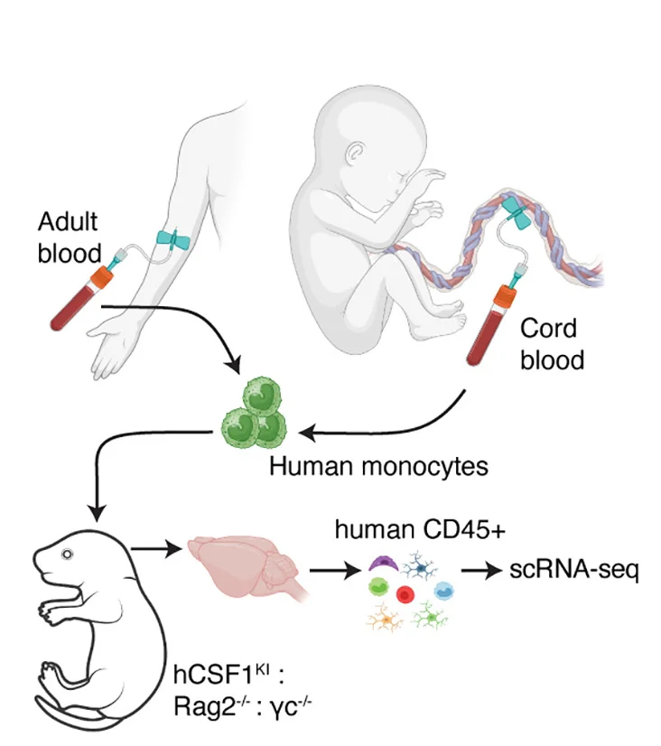 Open access visualization of Workflow, Illustration, hCSF1, Rag2, Monocytes