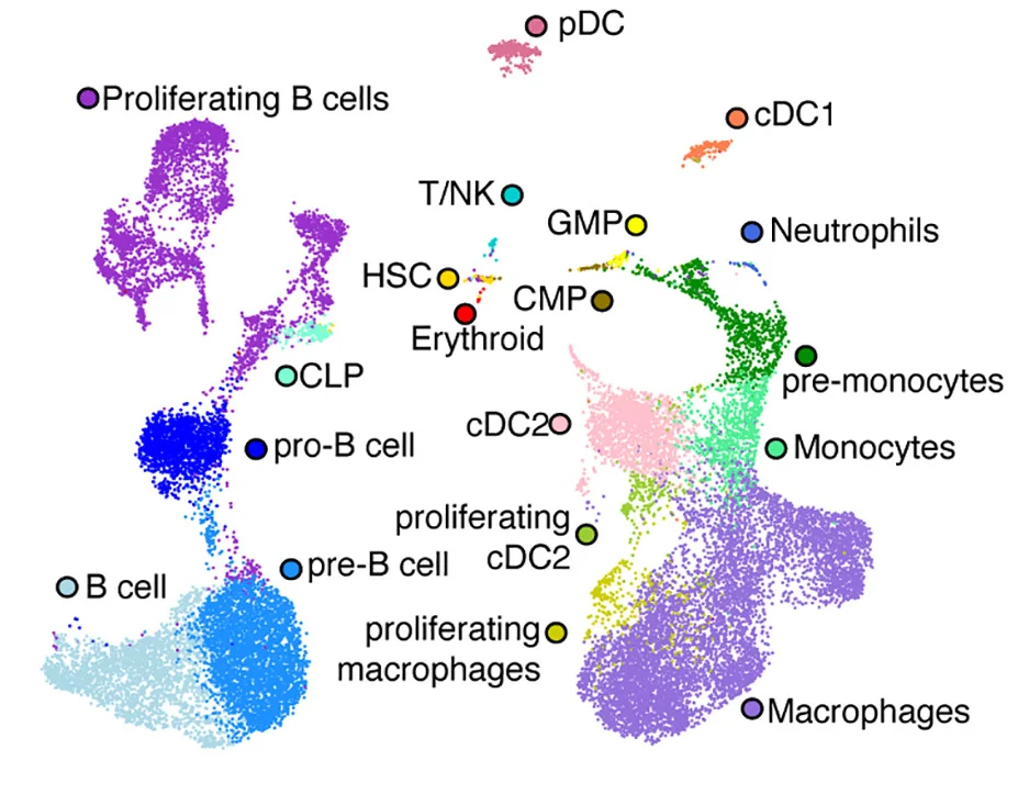 Open access visualization of Scatter Plot, UMAP, PCA, hCD45 Cells, Cord Blood