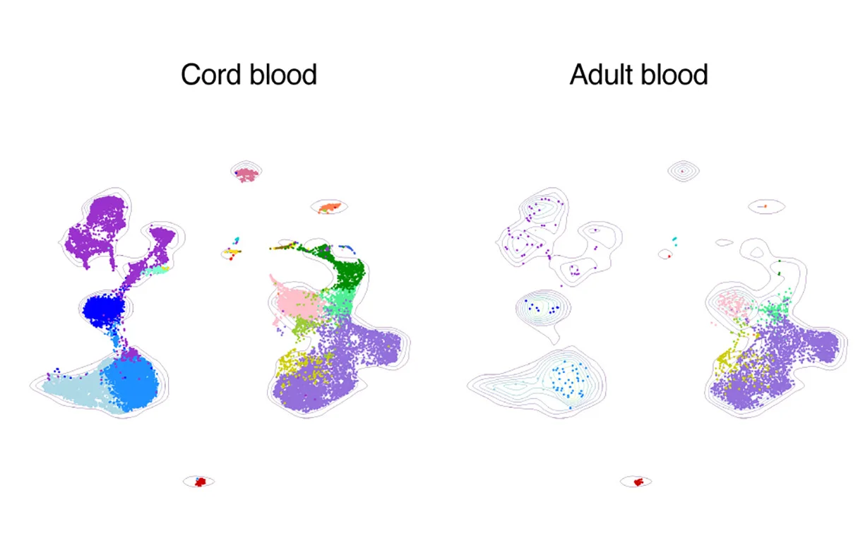 Open access visualization of Scatter Plot, Density Plot, UMAP, PCA, Cord Blood
