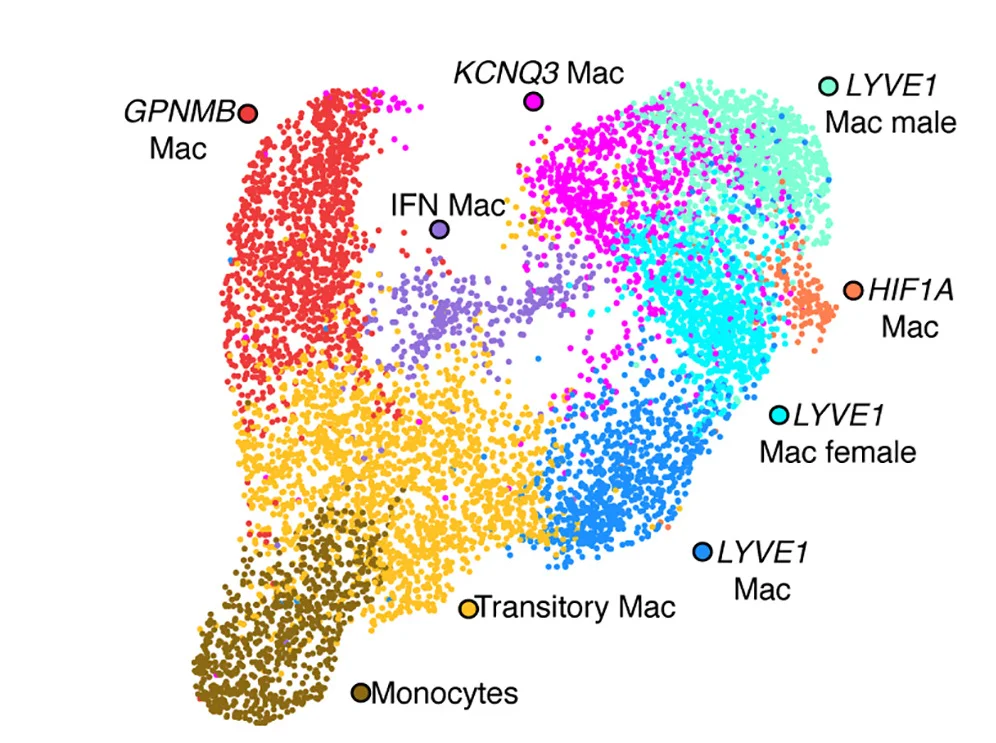 Open access visualization of Scatter Plot, UMAP, PCA, Monocytes, Macrophages