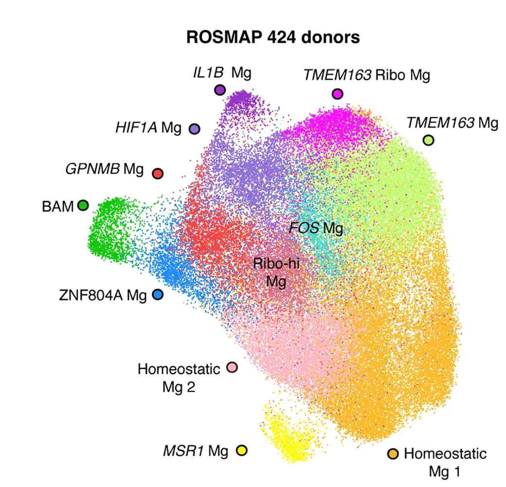 Open access visualization of Scatter Plot, UMAP, PCA, Brain Macrophages, ROSMAP