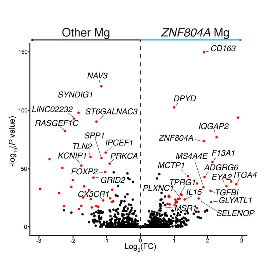 Open access visualization of Volcano Plot, Scatter Plot, DE Genes, ZNF804AMg, Microglia