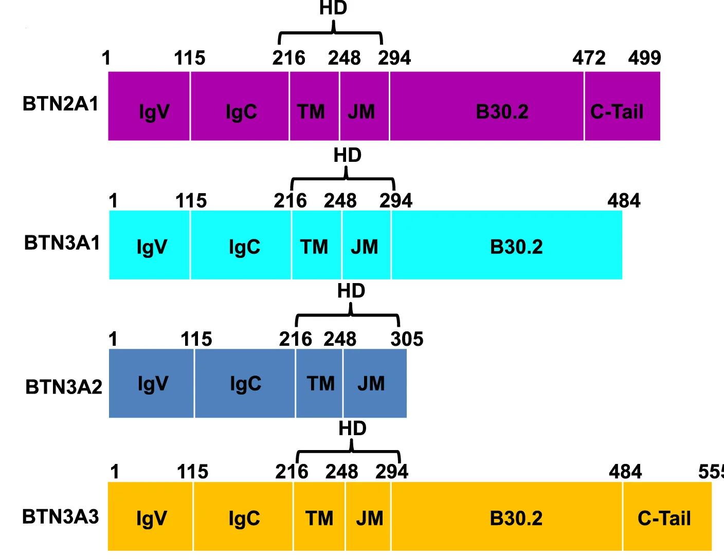 Open access visualization of Illustration, BTN2A1, BTN3A1, BTN3A2, BTN3A3