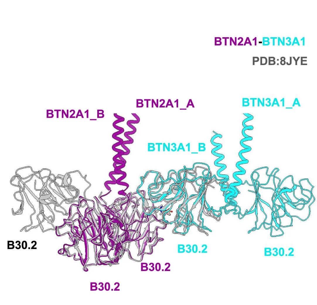 Open access visualization of Protein Structure, B30.2 Domain, BTN2A1, HMBPP, BTN3A1