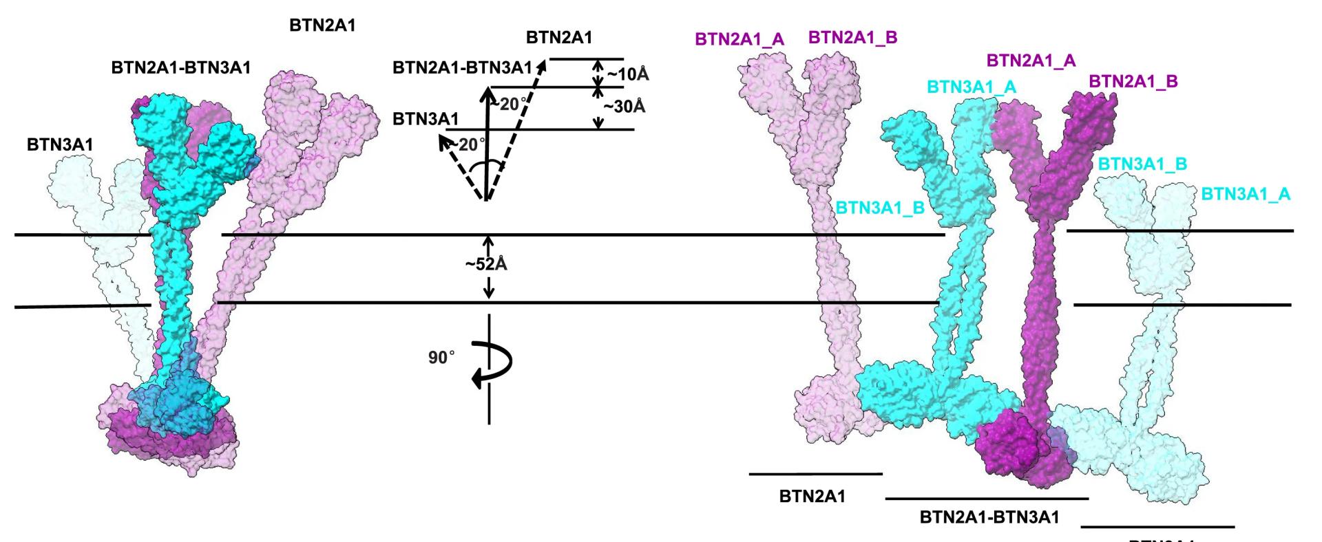 Open access visualization of Protein Structure, Molecular Simulation, HMBPP-BTN2A1-BTN3A1 Complex, BTN2A1, BTN3A1