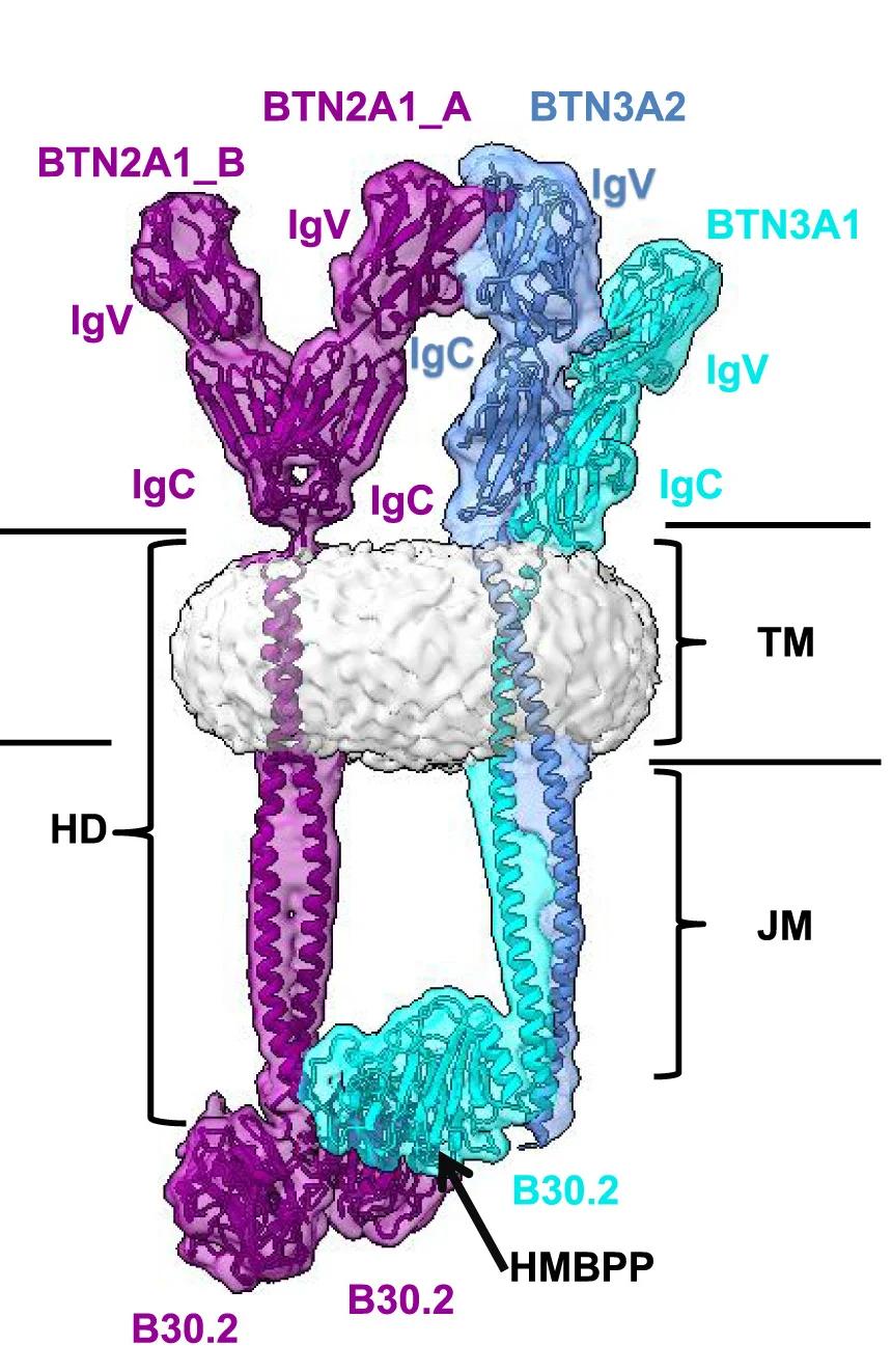 Open access visualization of Protein Structure, EM Density, Cartoon Representation, HMBPP-BTN2A1-BTN3A1-BTN3A2 Complex, BTN2A1