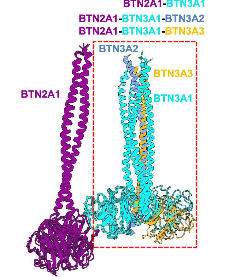 Open access visualization of Protein Structure, Intracellular Conformations, BTN3A, HMBPP-BTN2A1-BTN3A1 Complex, HMBPP-BTN2A1-BTN3A1-BTN3A3 Complex