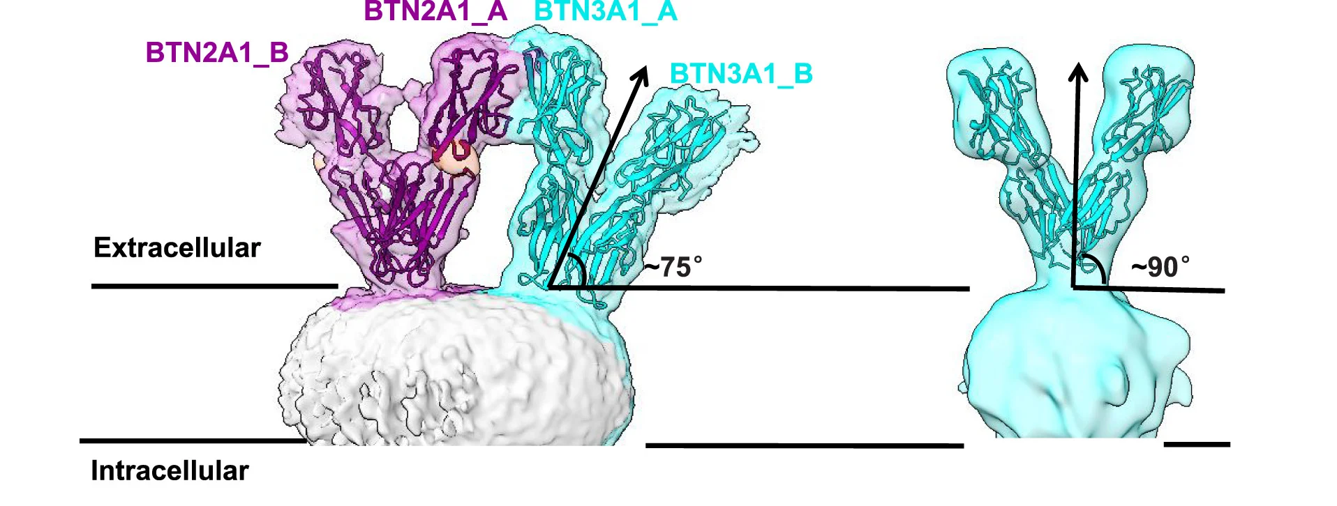 Open access visualization of Protein Structure, BTN3A1 Homodimers, BTN2A1-Bound, Unbound Form, Ectodomains