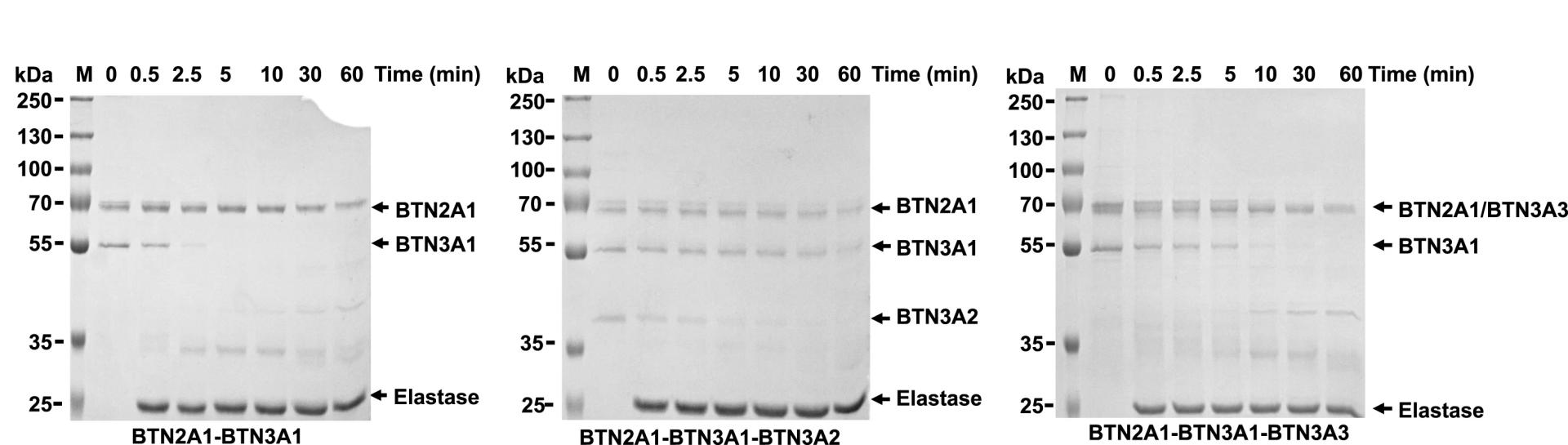 Open access visualization of Gel, Limited Proteolysis, BTN2A1-BTN3A1 Complexes, BTN2A1-BTN3A1-BTN3A2 Complexes, BTN2A1-BTN3A1-BTN3A3 Complexes