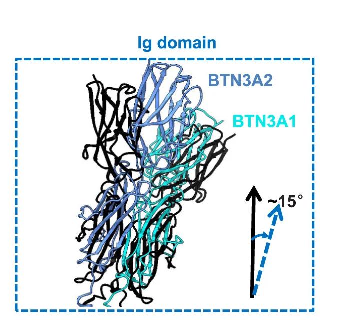 Open access visualization of Protein Structure, Ig Heterodimer, BTN3A1, BTN3A2