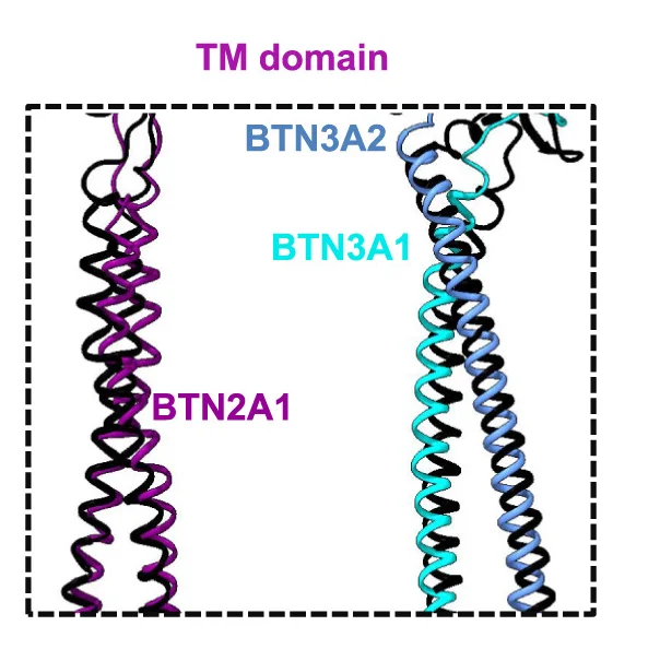 Open access visualization of Protein Structure, TM Domains, HMBPP-BTN2A1-BTN3A1-BTN3A2-V9V2 TCR, HMBPP-BTN2A1-BTN3A1-BTN3A2