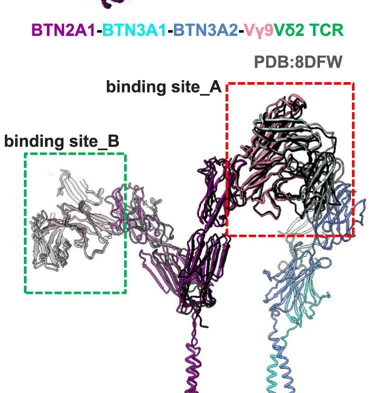 Open access visualization of Protein Structure, Structural Superposition, BTN2A1-V9V2 TCR, HMBPP-BTN2A1-BTN3A1-BTN3A2-V9V2 TCR, Binding Sites