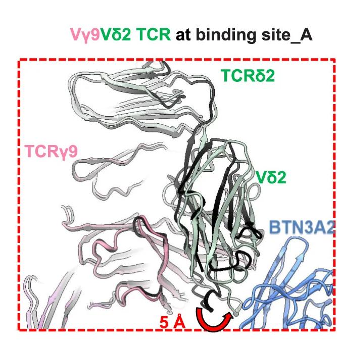 Open access visualization of Protein Structure, V9V2 TCR, HMBPP-BTN2A1-BTN3A1-BTN3A2-V9V2 TCR, BTN2A1-V9V2 TCR, Binding Site A