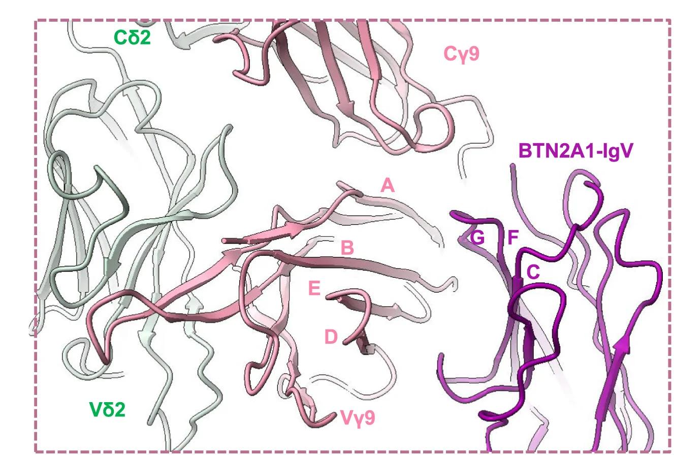 Open access visualization of Protein Structure, BTN2A1, BTN3A1, BTN3A2, V9V2 TCR