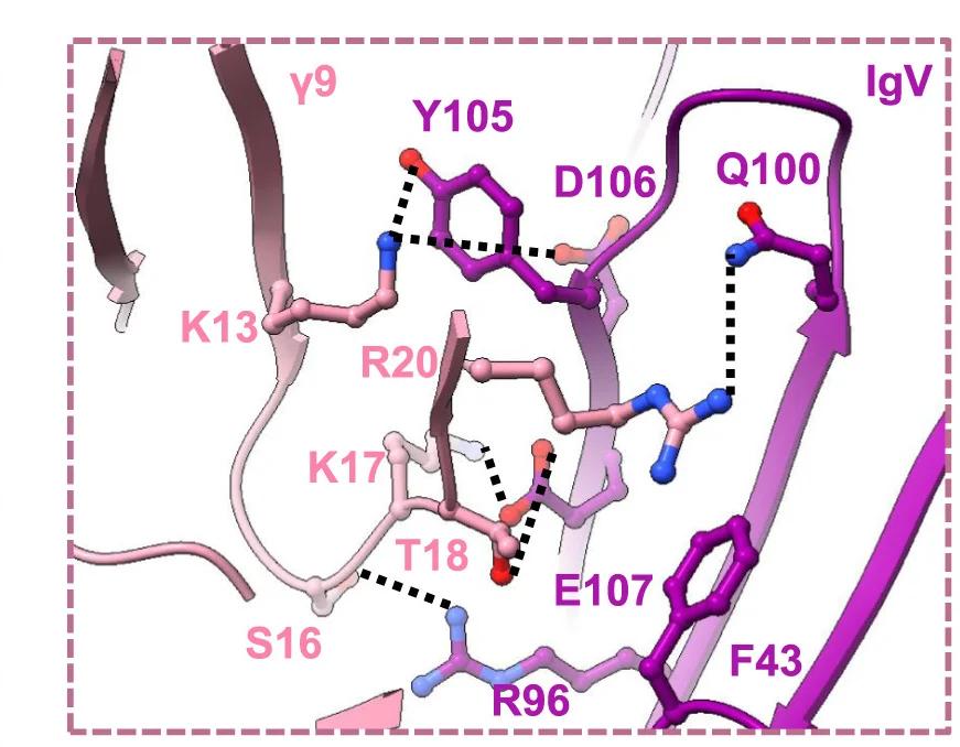 Open access visualization of Protein Structure, Chemical Structure, TCR, IgV, BTN2A1