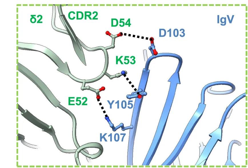 Open access visualization of Protein Structure, Chemical Structure, TCR, IgV, BTN3A2