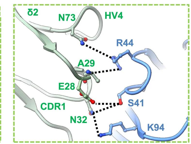 Open access visualization of Protein Structure, TCR, IgV, BTN3A2, Binding Site