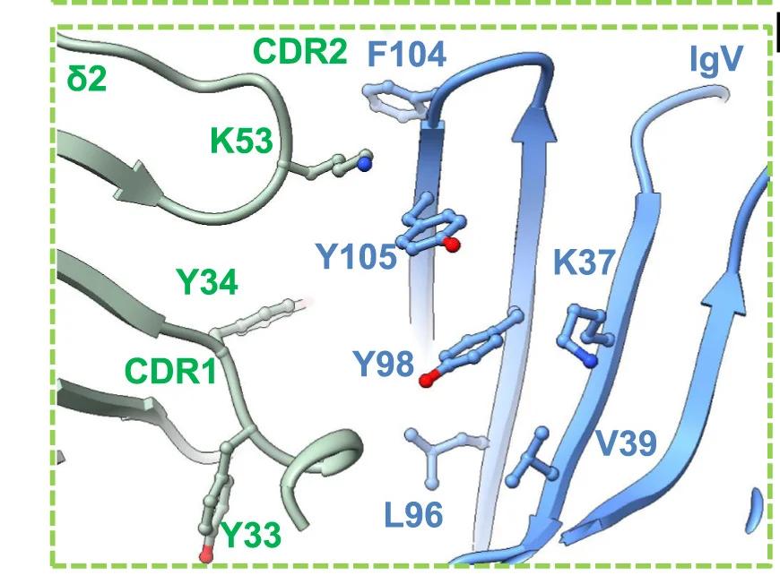Open access visualization of Protein Structure, Chemical Structure, TCR, IgV, BTN3A2