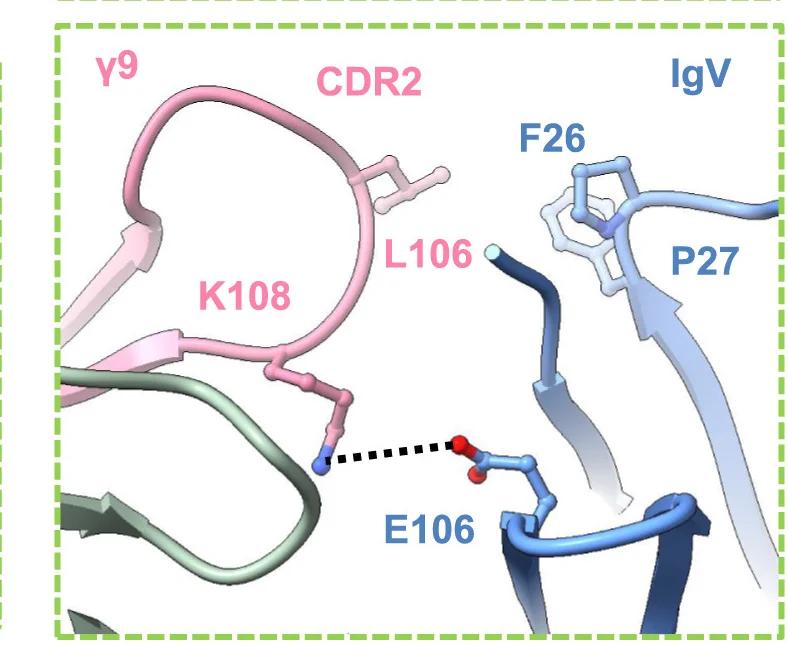 Open access visualization of Protein Structure, TCR, IgV, BTN3A2, Binding Site