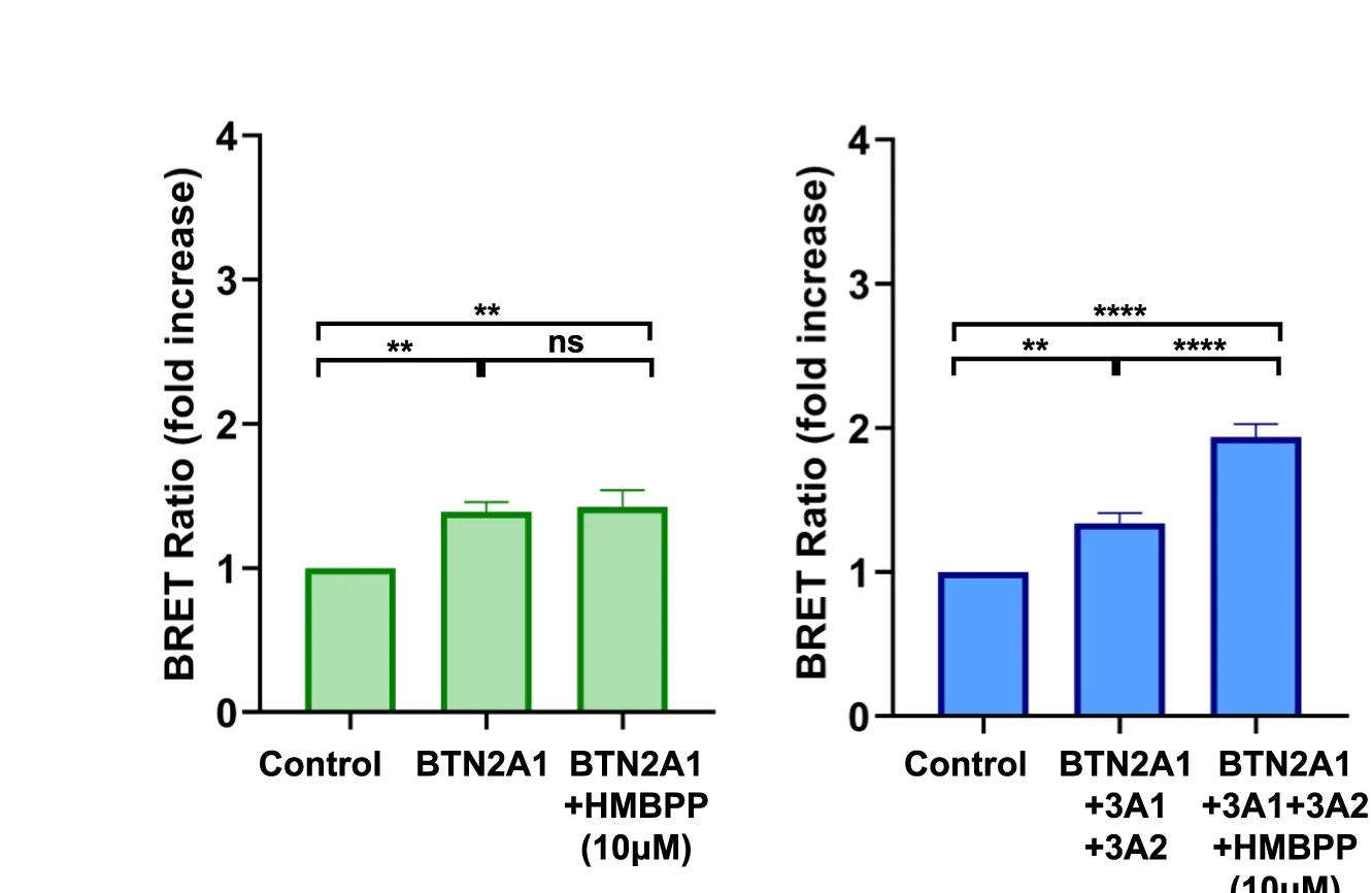 Open access visualization of Bar Plot, Error Bars, BRET Ratios, 4KO 293T Cells, TCR-Nluc