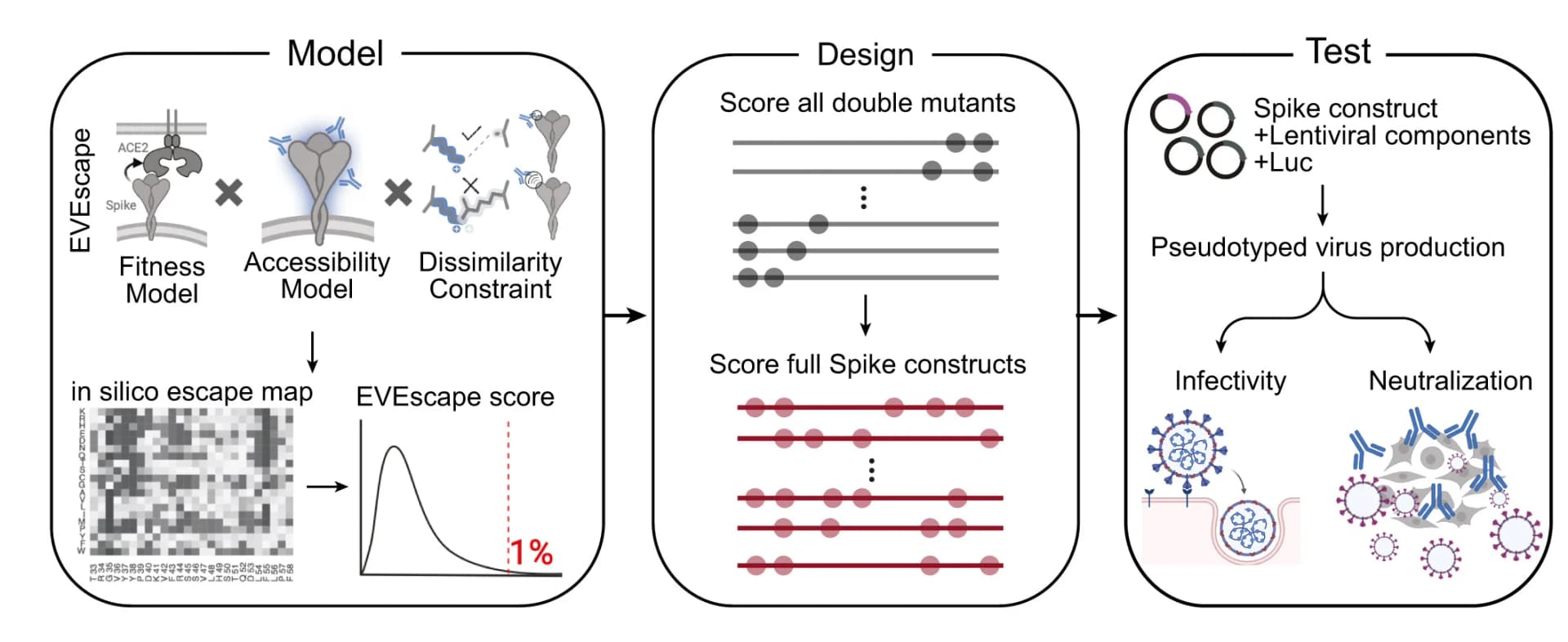 Open access visualization of Workflow, Flowchart, Antigenic Proteins, EVE-Vax, Mutants