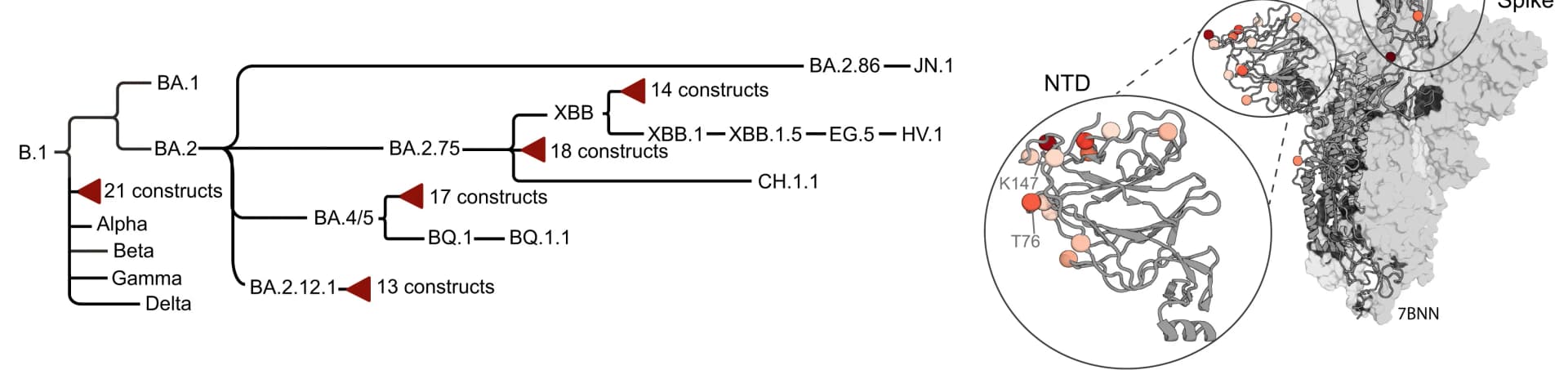 Open access visualization of Network, Protein Structure, Cladogram, Variants of Concern, Designed Constructs