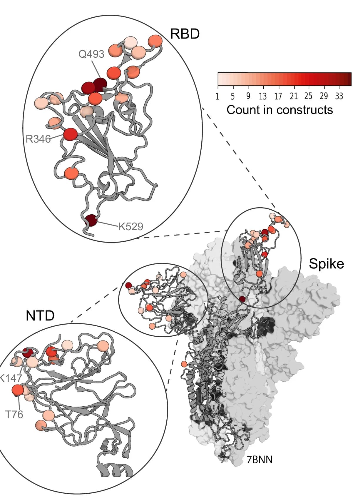 Open access visualization of Protein Structure, Mutations, Spike Constructs, 3D Structure, Residue Mutation