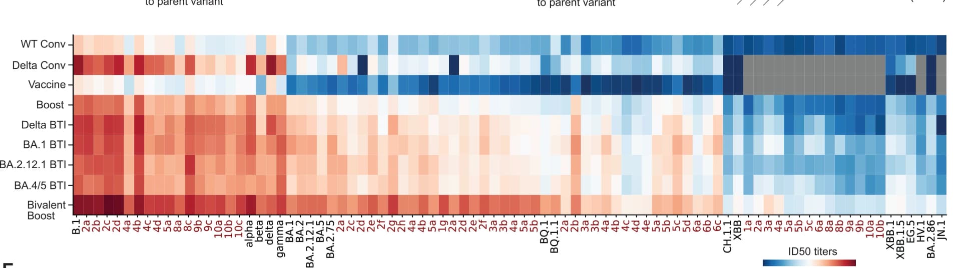 Open access visualization of Heatmap, ID50 Titers, VOCs, EVE-Vax Constructs, Serum Panels