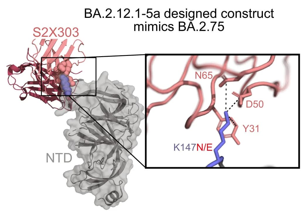 Open access visualization of Protein Structure, Designed Construct, Neutralizability, Mutation, NTD Antibody