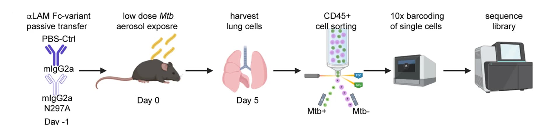 Open access visualization of Workflow, Flowchart, Illustration, Mice, Infection