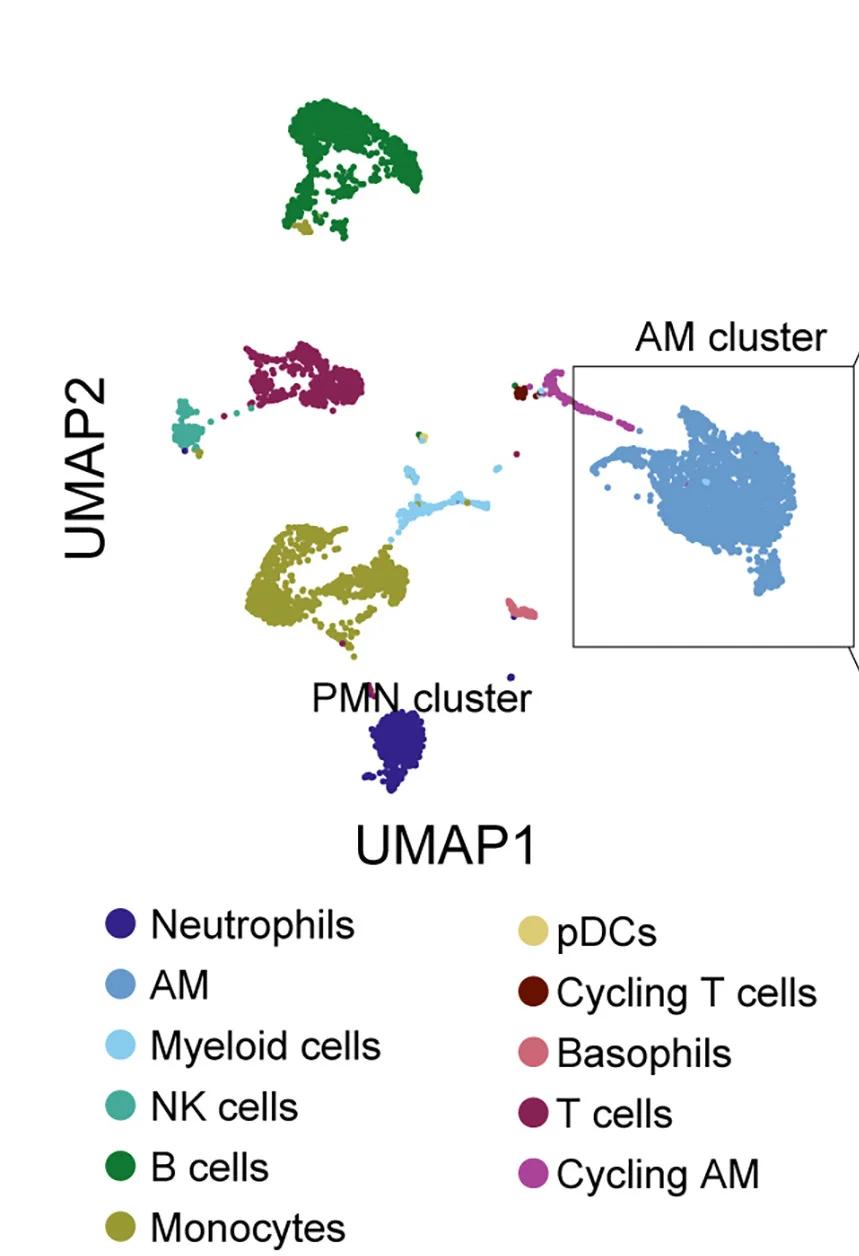Open access visualization of UMAP, Scatter Plot, Immune Cells, scRNA-seq, Neutrophils