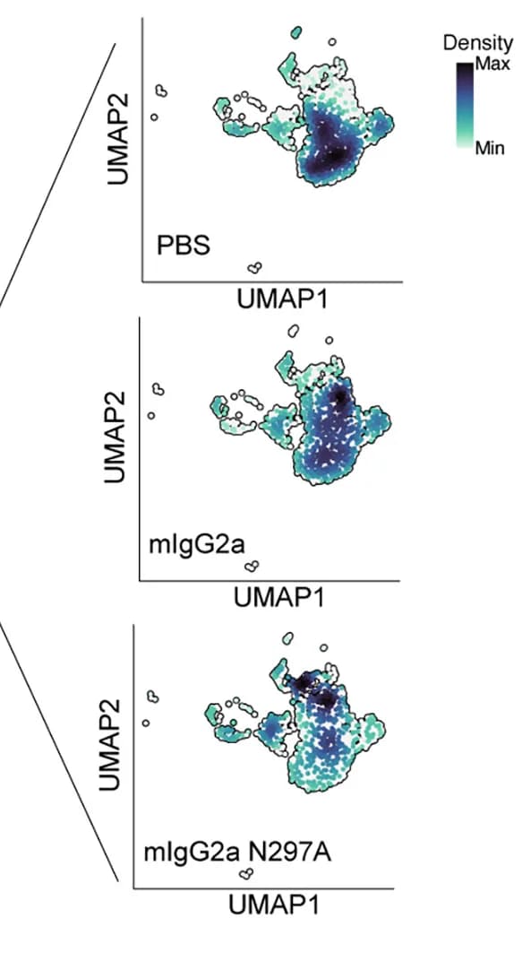 Open access visualization of UMAP, Fc-variant, Treatment Groups, Alveolar Macrophages