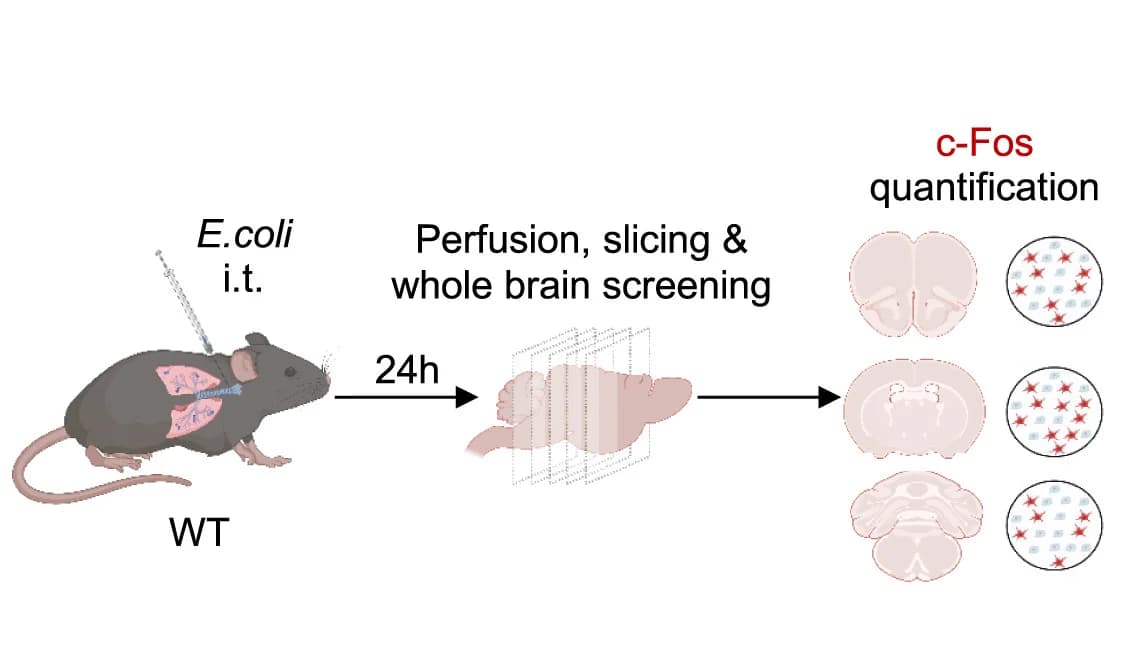 Open access visualization of Workflow, Illustration, Neuronal Activation, c-Fos Staining, Wild-Type Mice