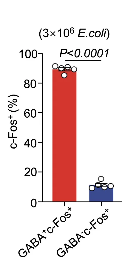 Open access visualization of Bar Plot, Error Bars, c-Fos Positive GABA Positive Neurons, c-Fos Positive GABA Negative Neurons, CeA