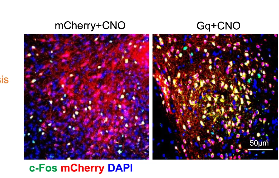 Open access visualization of Microscopy, Immunofluorescence, c-Fos, mCherry, DAPI