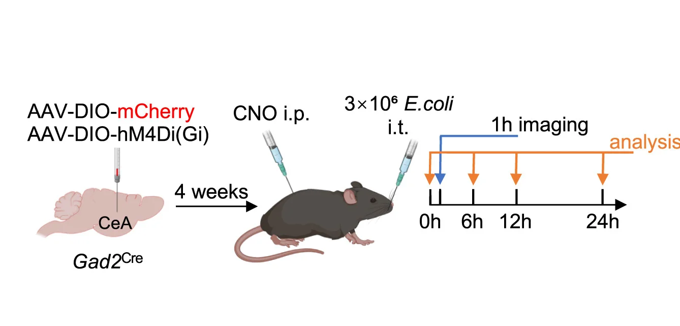 Open access visualization of Workflow, Illustration, Viral Injection, Pharmacogenetic Inhibition, CeA GABAergic Neurons