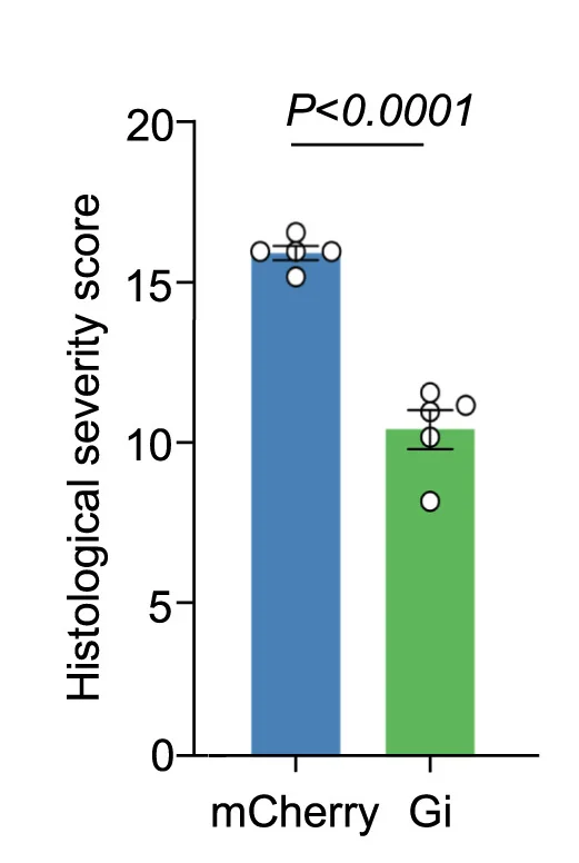 Open access visualization of Bar Plot, Error Bars, Histological Severity Scores, mCherry Control, Gi-treated